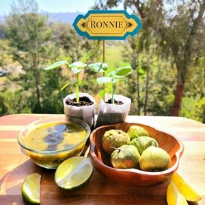 2 Live Heirloom Tomatillo Plant